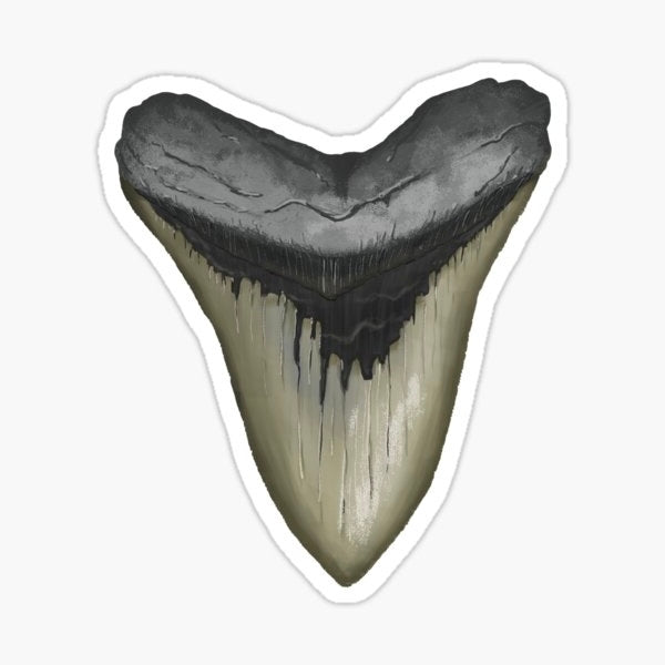 Megalodon Tooth Sticker -