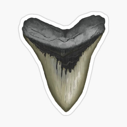 Waterproof BOPP Megalodon Tooth Sticker - Commercial Label Printing | Carrco Labels | Custom Sticker and Label | Carrco Labels