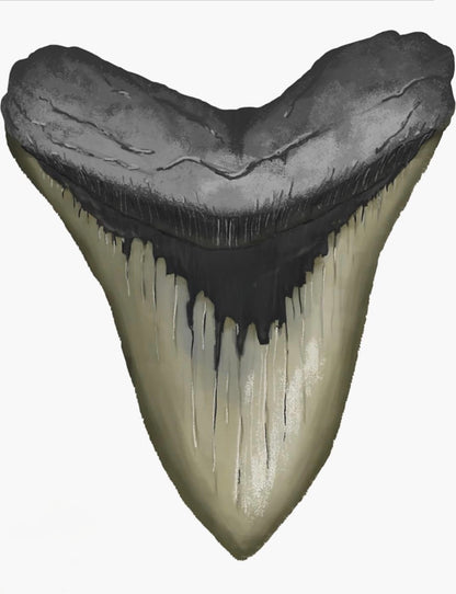 Waterproof BOPP Megalodon Tooth Sticker - Commercial Label Printing | Carrco Labels | Custom Sticker and Label | Carrco Labels