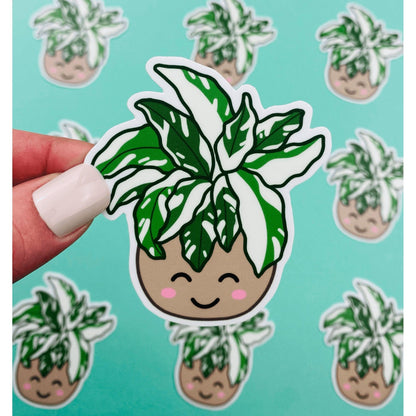 Rare Plant White Fusion Calathea Sticker, Variegated Calethea Sticker, Calethea Fusion White Sticker, Prayer Plant, Variegated Plant Sticker